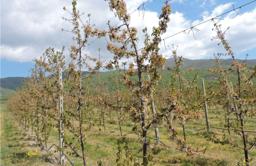 Αγροτεμάχια του πρώην ΕΘΙΑΓΕ παραχωρούνται στην ΠΕ Πέλλας